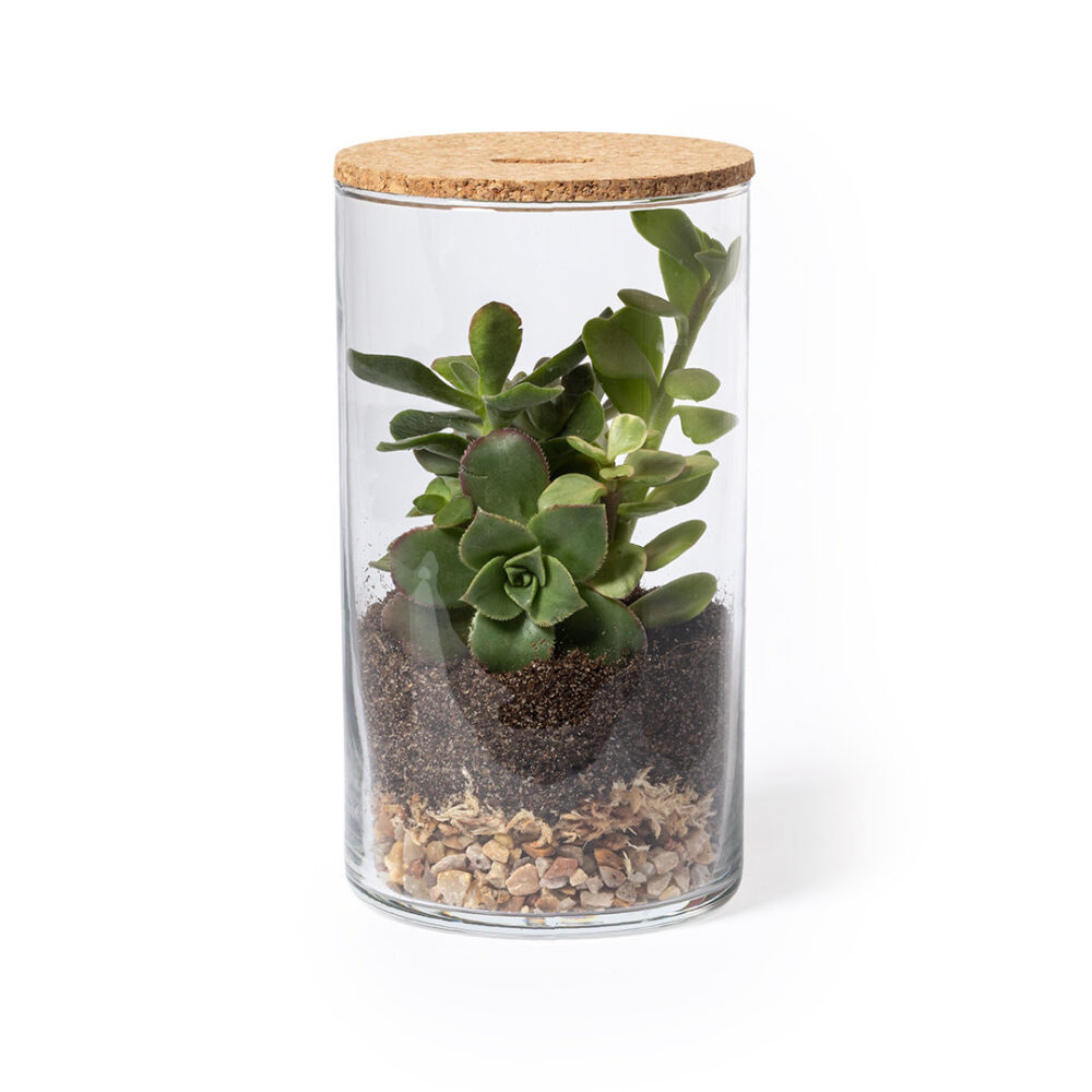 Terrarium - DZO - Imagen 2